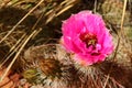 Fendlers Hedgehog Cactus Flower, Echinocereus fendleri, near Hite, Lake Powell National Recreation Area, Utah, USA Royalty Free Stock Photo