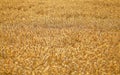 Afternoon sun lit wheat field - no sky / surroundings, abstract agriculture background