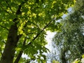 Glowing Maple Leaves in Embro, Ontario Royalty Free Stock Photo