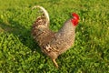 Afternoon sun shining on gray rooster walking on green grass meadow. Royalty Free Stock Photo