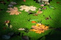 Maple leaves fallen on duckweed covered water of small lake in spot of sun light Royalty Free Stock Photo