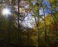 Afternoon sun through trees in fall Royalty Free Stock Photo