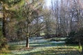 Afternoon Sun trees and snowdrops Royalty Free Stock Photo