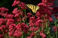 Afternoon sunbasking butterfly Royalty Free Stock Photo