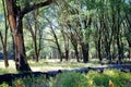 Afternoon sunlight in Yosemite Valley Royalty Free Stock Photo