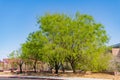 Afternoon sunny view of the landscape of Clark County Wetlands Park