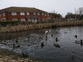 Afternoon tea, feeding time, dinner with friends, ducking, ducks,