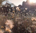 In the afternoon there is dry grass illuminated by the warm light of the sun