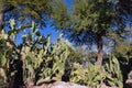 Afternoon view of the cactus garden with christmas decoration of Ethel M Chocolate Factory Royalty Free Stock Photo