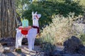 Afternoon view of the cactus garden with christmas decoration of Ethel M Chocolate Factory Royalty Free Stock Photo