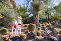 Afternoon view of the cactus garden with christmas decoration of Ethel M Chocolate Factory