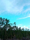 Afternoon view of the land in the Rubia area, Sanggau district, West Kalimantan