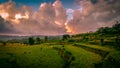 afternoon view with orange clouds and green rice fields Royalty Free Stock Photo