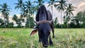 Indonesian Brahmin cattle and Indonesian - Pinrang cattle herders Royalty Free Stock Photo