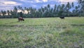 Indonesian Brahmin cattle and Indonesian - Pinrang cattle herders Royalty Free Stock Photo