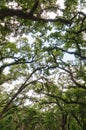 Afton Villa gardens Tree Top Canopy Royalty Free Stock Photo