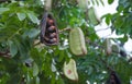 Afzelia xylocarpa pod and seed.