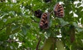 Afzelia xylocarpa pod and seed on the tree.