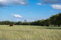 Ag background of cattle on tree-lined pasture