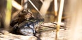 Aga toad, bufo marinus sitting on a tree log, amphibian inhabitant in wetland eco system, Haff Reimech Royalty Free Stock Photo