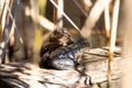 Aga toad, bufo marinus sitting on a tree log, amphibian inhabitant in wetland eco system, Haff Reimech Royalty Free Stock Photo