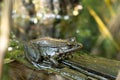 Aga toad, bufo marinus sitting on a tree log, amphibian inhabitant in wetland eco system, Haff Reimech Royalty Free Stock Photo