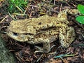Aga toad in the forest in the mountain area during the rain Royalty Free Stock Photo