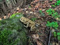Aga toad in the forest in the mountain area during the rain Royalty Free Stock Photo