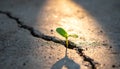 A Symbol of Hope - Plant Growing in Concrete Royalty Free Stock Photo