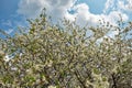 Against a backdrop of a clear blue sky speckled with fluffy white clouds, a tree in full bloom displays its branches adorned with