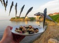 Mackerel Caranx trachurus of fishing line and seafood salad. Royalty Free Stock Photo