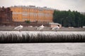 A large flock of gulls sits on a metal pipe Royalty Free Stock Photo
