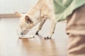 Against the background of children's legs, a chihuahua cross is licking a bowl of food. A delicious and healthy dish Royalty Free Stock Photo