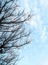 Against the background of a cloudy sky are dark branches of a tree. The contrast of the bare branches of the tree and Royalty Free Stock Photo