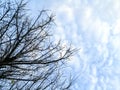 Against the background of a cloudy sky are dark branches of a tree. The contrast of the bare branches of the tree and Royalty Free Stock Photo