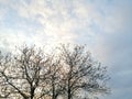 Against the background of a cloudy sky are dark branches of a tree. The contrast of the bare branches of the tree and Royalty Free Stock Photo