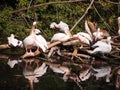 A colony of pelicans sitting on an island of branches and tree trunks on the river.