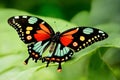 Bright multi-colored butterfly on a leaf of a bush Royalty Free Stock Photo