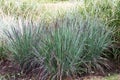 Pennisetum villosum.