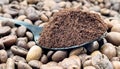 Against the background of roasted aromatic coffee beans lies a metal spoon filled with ground coffee. A drink made from Royalty Free Stock Photo
