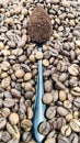 Against the background of roasted aromatic coffee beans lies a metal spoon filled with ground coffee. A drink made from Royalty Free Stock Photo