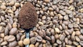 Against the background of roasted aromatic coffee beans lies a metal spoon filled with ground coffee. A drink made from Royalty Free Stock Photo