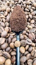 Against the background of roasted aromatic coffee beans lies a metal spoon filled with ground coffee. A drink made from Royalty Free Stock Photo