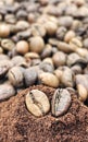 Against the background of roasted aromatic coffee beans lies a metal spoon filled with ground coffee. A drink made from Royalty Free Stock Photo