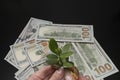 Against the background of scattered dollars hand holding a money tree.