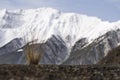 Against the background of snow-capped mountains