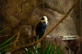 Against the background of stones sits a bird - the Visayan hornbill