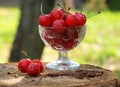 Against the background of the summer garden, a glass vase filled with red ripe cherries stands on a light brown stump, three red b Royalty Free Stock Photo