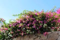 Very beautiful pink flowers on the sky background Royalty Free Stock Photo