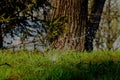 Against the background of a tree and old Spruce - drops of water are visible, which irrigate the lawn.